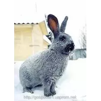 Кролики Серебристый